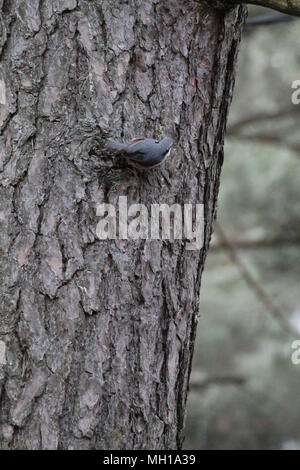 Vivid picchio muratore uccello bug ricerca su albero nella giornata di primavera in pineta Foto Stock