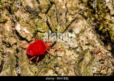 Un velluto rosso acaro rovistando per termite swarmers Foto Stock