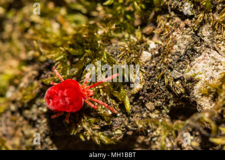 Un velluto rosso acaro rovistando per termite swarmers Foto Stock