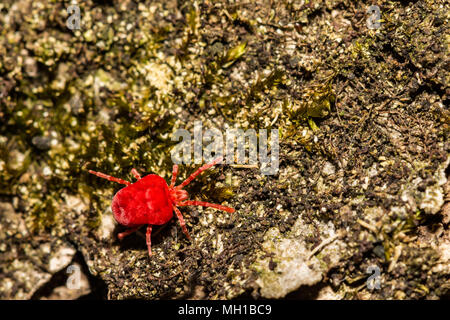 Un velluto rosso acaro rovistando per termite swarmers Foto Stock