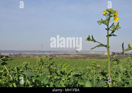 Vista del Ponte Humber da un campo in Barton-su-Humber periferia Foto Stock