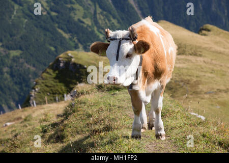 Mucca di pascolare su fresco verde erba in Alpi Svizzere Foto Stock