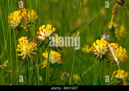 Dettaglio di un campo di Anthyllis vulneraria in primavera con fiori, erbe e orecchie. Foto Stock