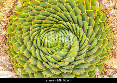 Spirale Aloe - Lesotho impianto tradizionale Foto Stock