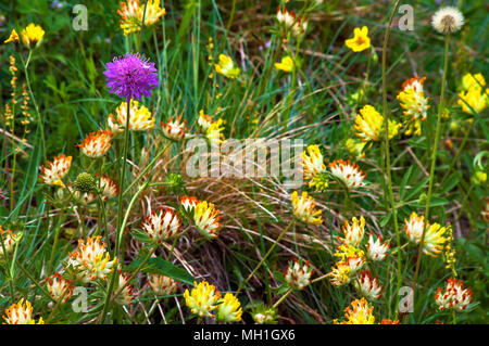 Dettaglio di un campo di Anthyllis vulneraria in primavera con un solitario fiore di Knautia arvense. Foto Stock