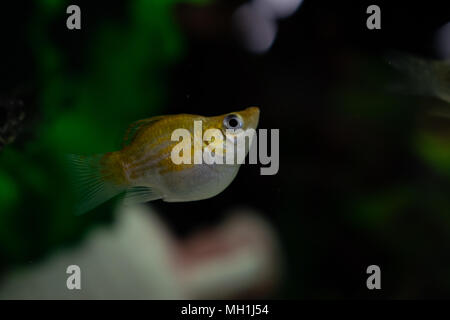 Piccolo giallo e bianco palloncino molly poecilia sphenops pesce che nuota sott'acqua in acquario su uno sfondo scuro Foto Stock