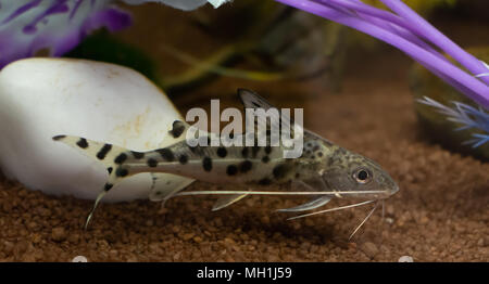 Grigio synodontis alberti catfish nuoto sott'acqua in acquario Foto Stock