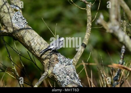 Bianco alimentazione Wagtail Foto Stock