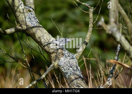 Bianco alimentazione Wagtail Foto Stock