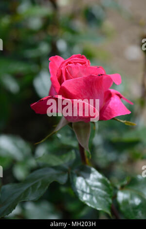 Rose Gaujard Foto Stock