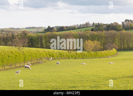 Un'immagine, presa su di una molla sera di un spinney di alberi in un campo tra Loddington e Launde, Leicestershire, England, Regno Unito Foto Stock