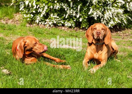 Il Segugio ungherese si trova nell'erba. Il resto per la caccia. Cane da caccia su un prato Foto Stock