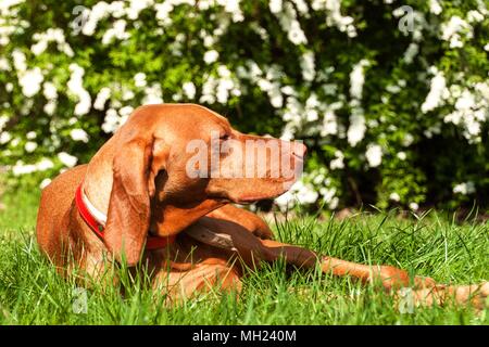 Il Segugio ungherese si trova nell'erba. Il resto per la caccia. Cane da caccia su un prato Foto Stock