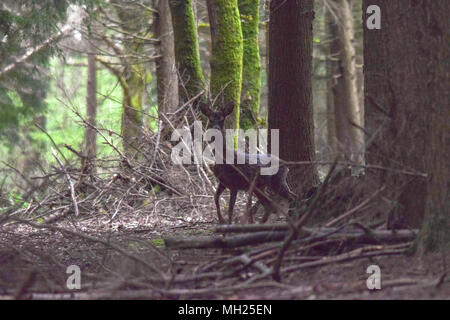 Il Capriolo nel bosco Foto Stock