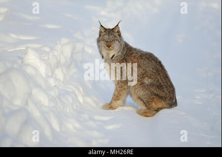 Canada (Lynx Lynx canadensis) in inverno, seduto nella neve, Klondike River, Yukon Territory, Canada Foto Stock