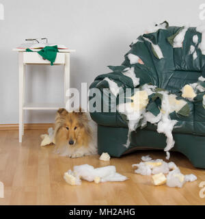 Cane da soli a casa distrutta poltrona, aspetto triste e nascondi Foto Stock