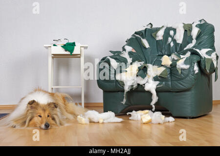 Collie cane sdraiato sul pavimento nella parte anteriore di una sedia distrutti, cane a casa da solo Foto Stock