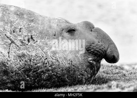 Guarnizione di elefante in bianco e nero. Georgia del sud, sud dell'Oceano Atlantico. Foto Stock