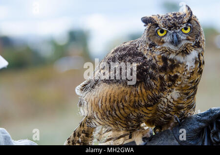 Close up ritratto di uccelli di preda durante uno spettacolo Bird in Quyon, Quebec, Canada Foto Stock