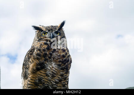 Close up ritratto di uccelli di preda durante uno spettacolo Bird in Quyon, Quebec, Canada Foto Stock