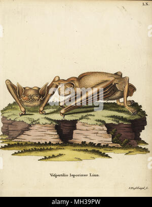 Maggiore bulldog bat, Noctilio leporinus. Vespertilio leporinus Linn. Handcolored incisione su rame di Johann Nussbiegel da Johann Christian Daniel Schreber di illustrazioni di animali dopo la natura, o Schreber fantastico animali, Erlangen, Germania, 1775. Foto Stock