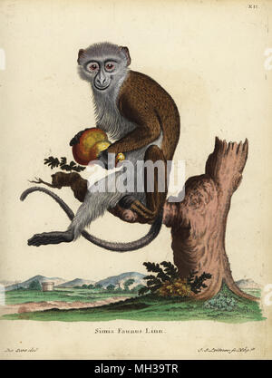 Diana di scimmia o Diana, guenon Cercopithecus Diana. Vulnerabili. Simia fauno Linn. Handcolored incisione su rame di Johann Sebastian Leitner dopo una illustrazione da Jacques de Seve da Johann Christian Daniel Schreber di illustrazioni di animali dopo la natura, o Schreber fantastico animali, Erlangen, Germania, 1775. Foto Stock