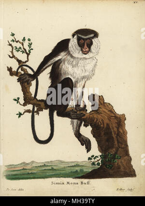 Mona scimmia o mona, guenon Cercopithecus mona. Simia mona Buff. Handcolored incisione su rame da Giuseppe Kellner dopo una illustrazione da Jacques de Seve da Johann Christian Daniel Schreber di illustrazioni di animali dopo la natura, o Schreber fantastico animali, Erlangen, Germania, 1775. Foto Stock