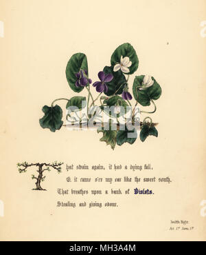 Violette (Twelfth Night). Botanico Handcoioured Illustrazione disegnata e litografato da Jane Elizabeth Giraud dai fiori di Shakespeare, giorno e Haghe, Londra, 1845. Foto Stock