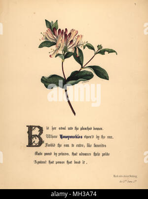 Honeysuckles (Molto rumore per nulla). Botanico Handcoioured Illustrazione disegnata e litografato da Jane Elizabeth Giraud dai fiori di Shakespeare, giorno e Haghe, Londra, 1845. Foto Stock