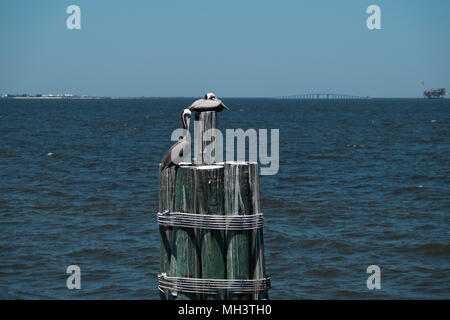 Pellicani marroni appollaiato su un posto di ormeggio al Mobile Bay Ferry dock a Fort Morgan punto, Alabama. Foto Stock