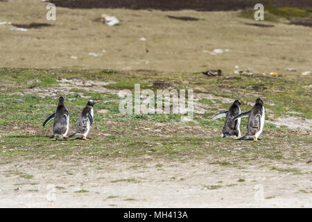 I pinguini Gentoo in esecuzione su isole Falkland Foto Stock
