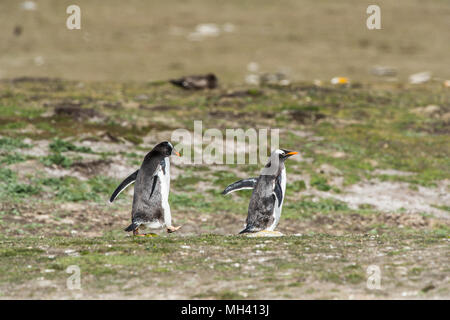 I pinguini Gentoo in esecuzione su isole Falkland Foto Stock