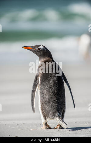 Piccolo Pinguino da dietro Foto Stock