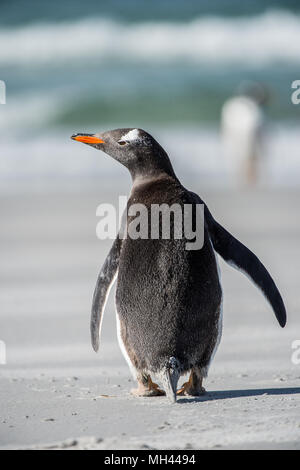 Piccolo Pinguino da dietro Foto Stock