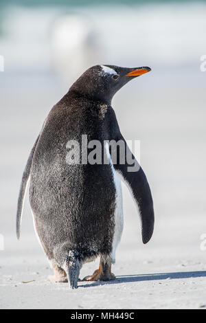 Piccolo Pinguino da dietro Foto Stock