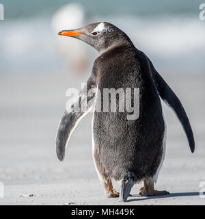 Piccolo Pinguino da dietro Foto Stock