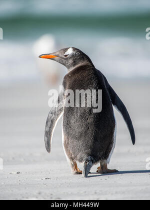 Piccolo Pinguino da dietro Foto Stock