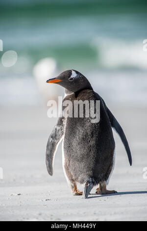 Piccolo Pinguino da dietro Foto Stock