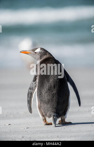 Piccolo Pinguino da dietro Foto Stock