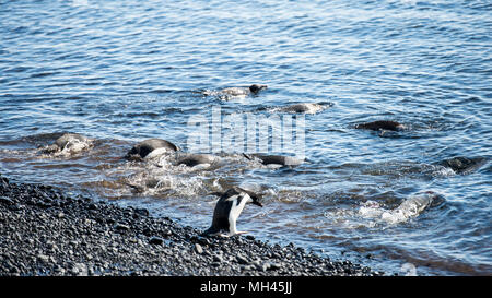 Adelie gruppo di pinguini sulla costa dell'oceano Foto Stock