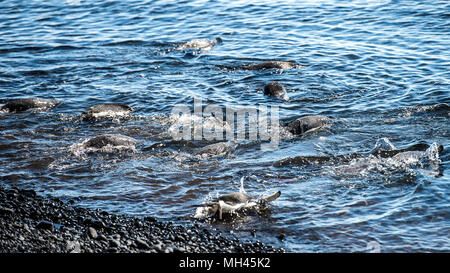 Adelie gruppo di pinguini sulla costa dell'oceano Foto Stock