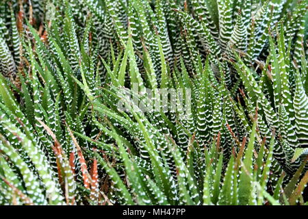 Zebra Cactus raggruppate Foto Stock