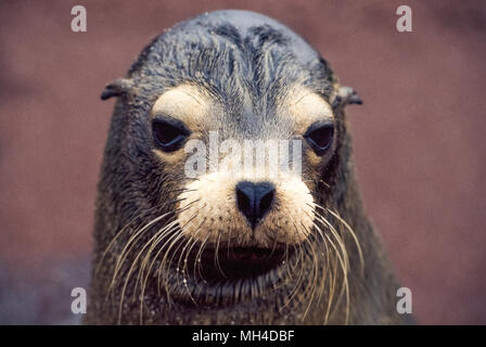 Un simpatico giovane Galapagos Sea Lion pone per un ritratto sull isola Rabida nelle isole Galapagos (Archipiélago de Colón), una provincia dell'Ecuador nell'Oceano Pacifico al largo della costa occidentale del Sud America. Questa specie di Sea Lion (Zalophus wollebaeki) è quasi esclusivo alle Galapagos e ha molto carattere sociale verso i visitatori. Questi mammiferi marini e altri animali selvatici sono state oggetto di protezione dal 1959 con la creazione del Galapagos National Park e la Charles Darwin Foundation. I leoni marini sono indicati come foche orecchie perché hanno orecchio esterno lembi. Foto Stock