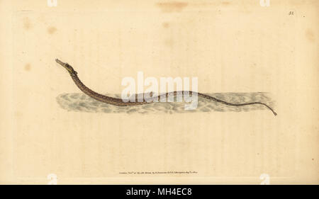 Sargassum pipefish o pelagiche, pipefish Syngnathus pelagicus. Copperplate Handcolored disegnato e inciso da Edward Donovan dalla sua storia naturale della British Pesci, Donovan e F.C. E J. Rivington, Londra, 1802-1808. Foto Stock