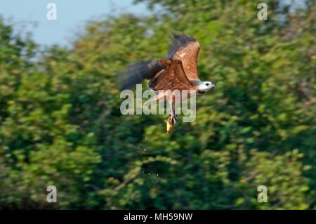 Black Hawk a collare (Busarellus nigracollis) con pesce del Pantanal nel Brasile del Sud Foto Stock