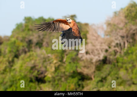 Black Hawk a collare (Busarellus nigracollis) in volo nel Pantanal nel Brasile del Sud Foto Stock