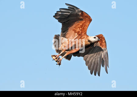 Black Hawk a collare (Busarellus nigracollis) con pesce del Pantanal nel Brasile del Sud Foto Stock