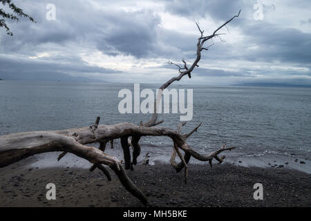 Peacfull arroccato sul mare Albero caduto sul mare oceano litorale con le nuvole e cielo blu Foto Stock
