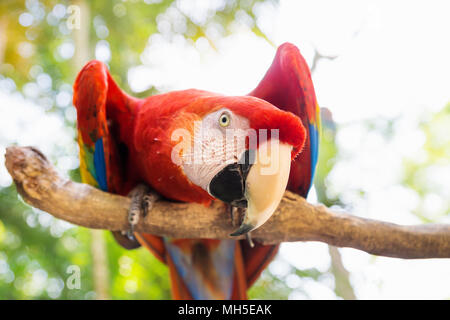 Scarlett Macaw bird parrot guardando curioso in Macaw Mountain, Copan Ruinas, Honduras, America Centrale Foto Stock