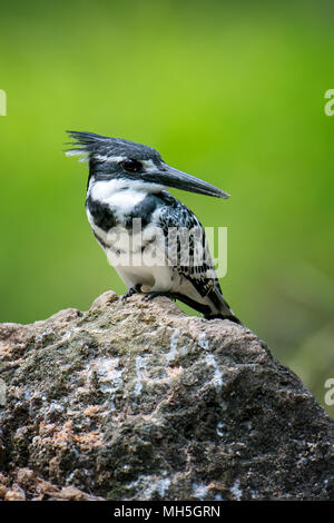 Pied Kingfisher su pietra in Kenya, Africa Foto Stock